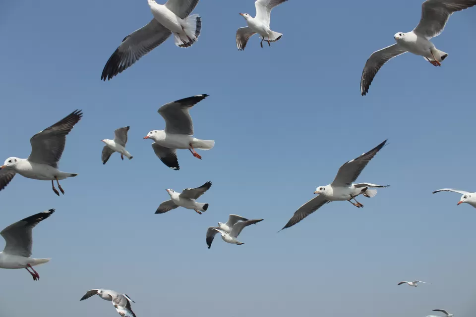 Photo of Arabian Sea by Abhishek Khamari