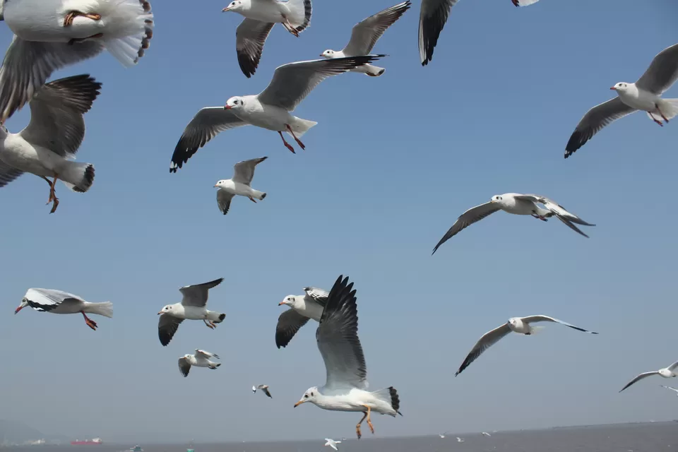 Photo of Arabian Sea by Abhishek Khamari