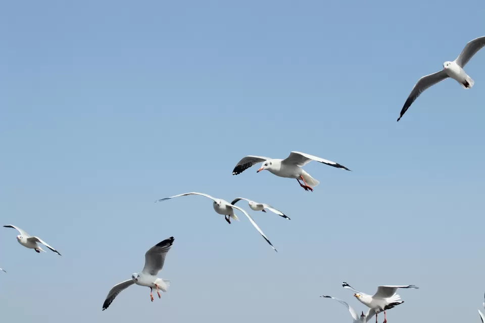 Photo of Arabian Sea by Abhishek Khamari