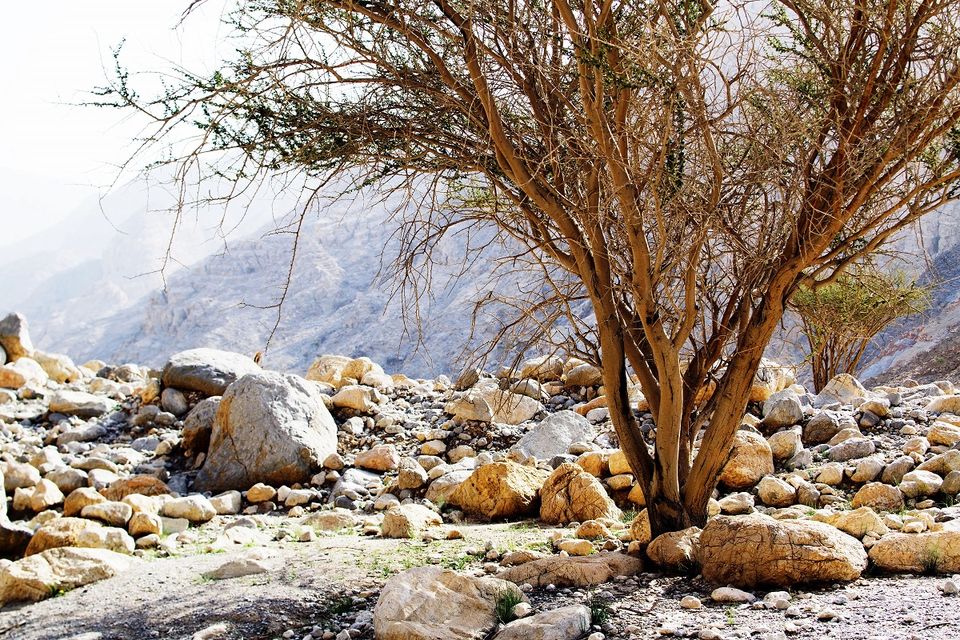 Photo of Wadi Naqab Trail hiking Ras al khaima UAE - Jan 25 2019 by Mohammed Shafi