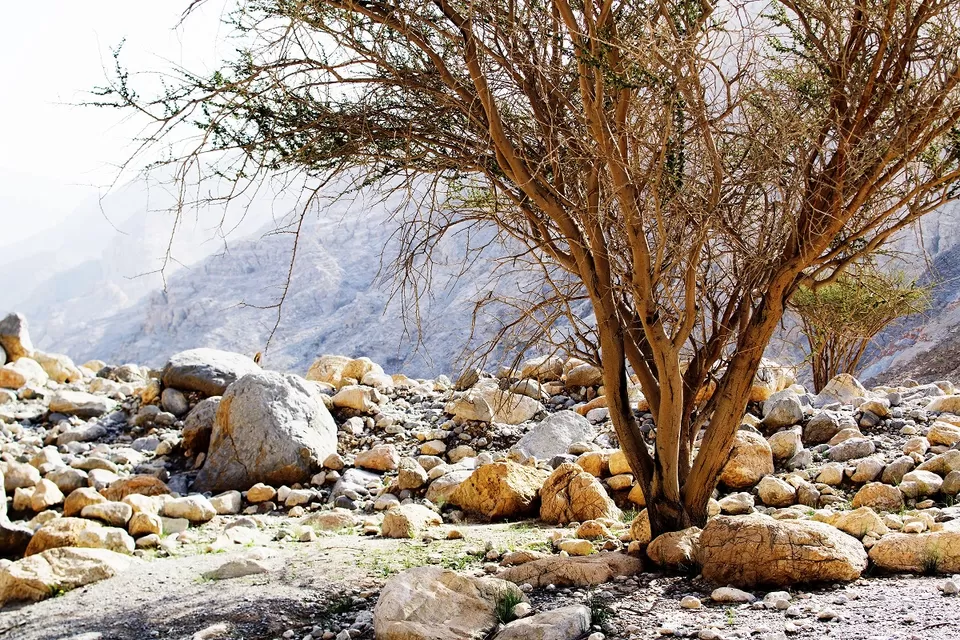 Photo of Wadi Naqab Trail hiking Ras al khaima UAE - Jan 25 2019 by Mohammed Shafi