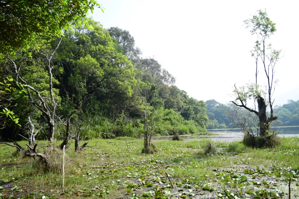 Photo of Pookode Lake, Pookode, Kerala by Mohammed Shafi