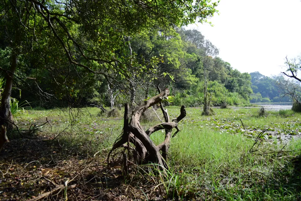 Photo of Pookode Lake, Pookode, Kerala by Mohammed Shafi