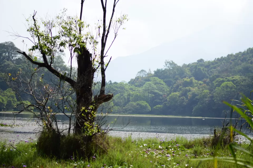 Photo of Pookode Lake, Pookode, Kerala by Mohammed Shafi