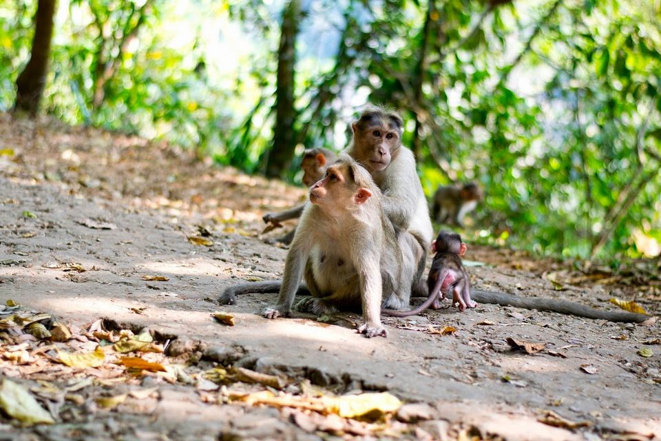 Photo of Through the roads of the western ghats - Wayanad 9/30 by Mohammed Shafit