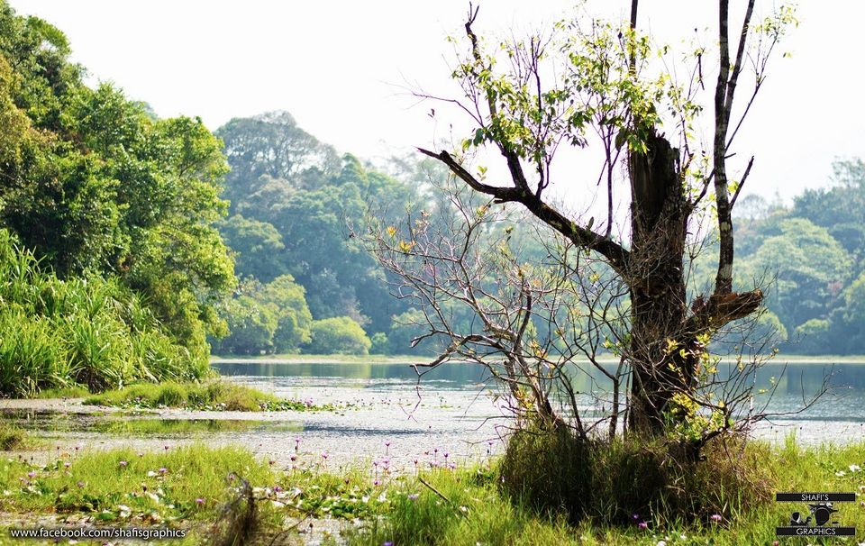 Photo of Through the roads of the western ghats - Wayanad 10/30 by Mohammed Shafit