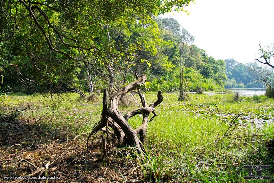 Photo of Through the roads of the western ghats - Wayanad 12/30 by Mohammed Shafit