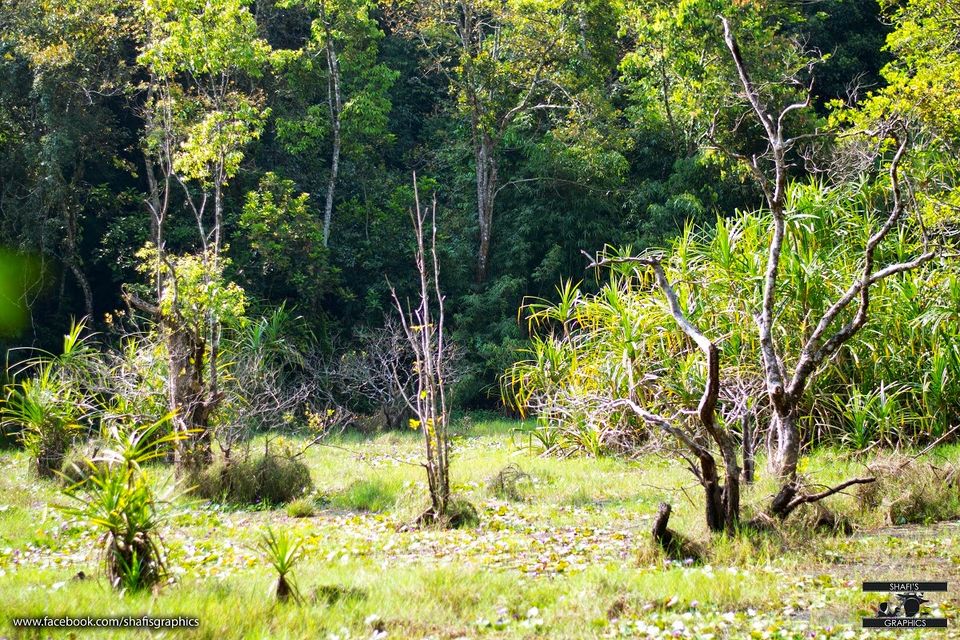 Photo of Through the roads of the western ghats - Wayanad 14/30 by Mohammed Shafit