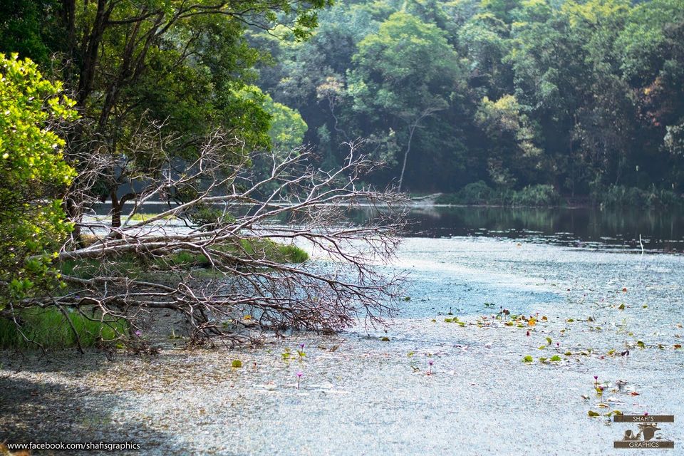 Photo of Through the roads of the western ghats - Wayanad 18/30 by Mohammed Shafit