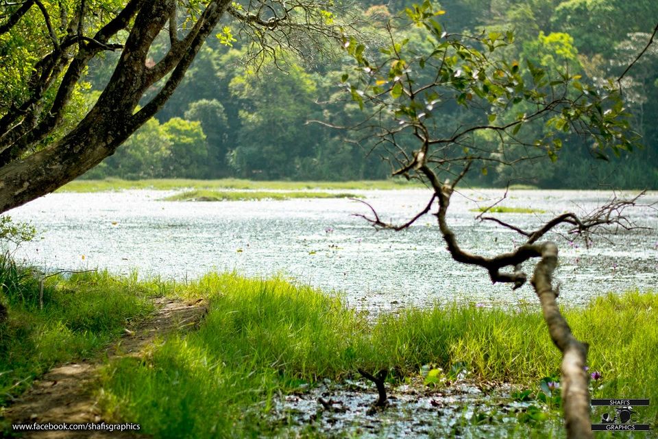 Photo of Through the roads of the western ghats - Wayanad 19/30 by Mohammed Shafit