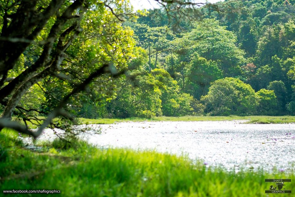 Photo of Through the roads of the western ghats - Wayanad 20/30 by Mohammed Shafit