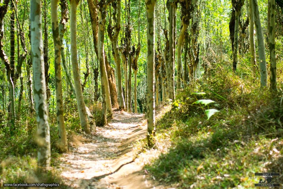 Photo of Through the roads of the western ghats - Wayanad 25/30 by Mohammed Shafit