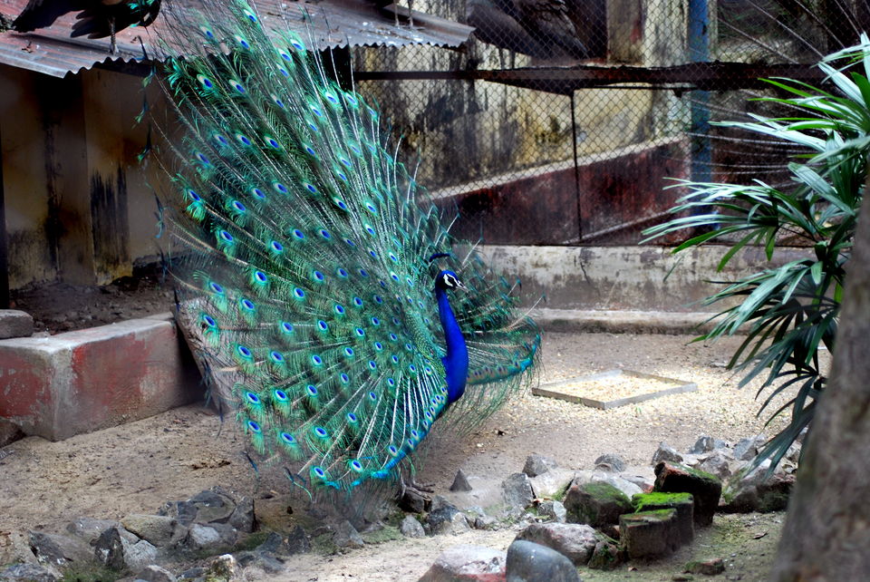 Photo of A photograpic journey through Kolkata 7/12 by Debanjan Basu