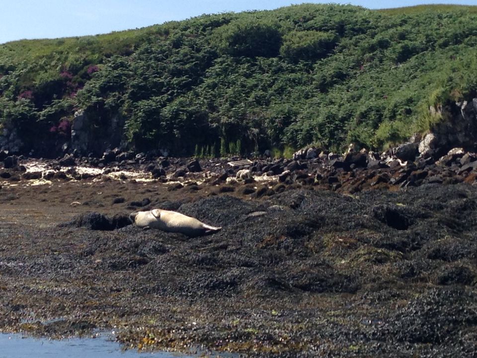 Photo of On boat view! Seals! near Dunvegan Castle, Is by Avantika Shree