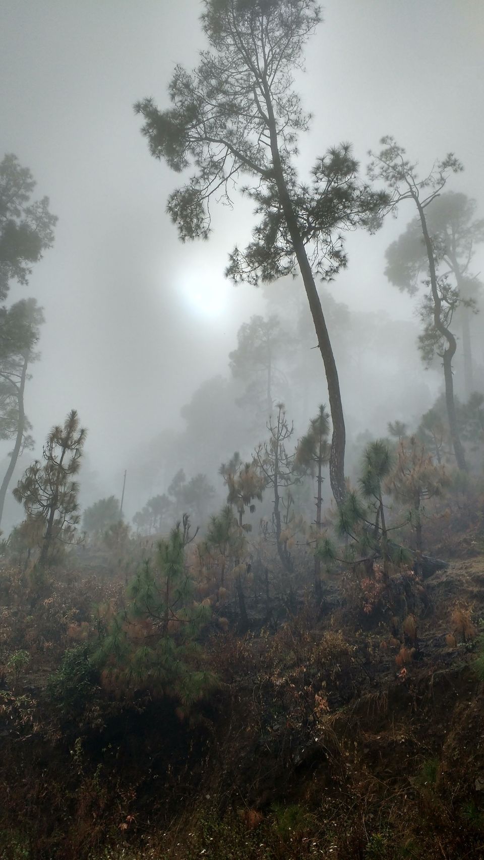 Photo of The joy of missing out - Kausani in pictures 5/7 by Debarati Dasgupta