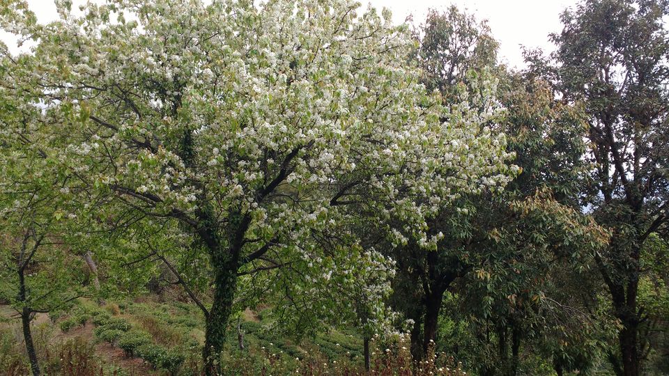 Photo of The joy of missing out - Kausani in pictures 6/7 by Debarati Dasgupta