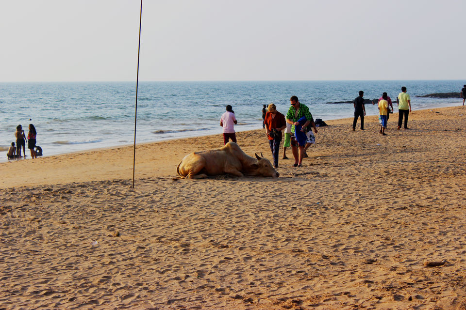 Photo of A road trip to GOA 15/23 by Mrunal Jani