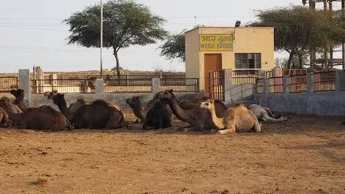 Photo of National Research Centre on Camel, Jorbeer Rural, Rajasthan, India by Bēnil