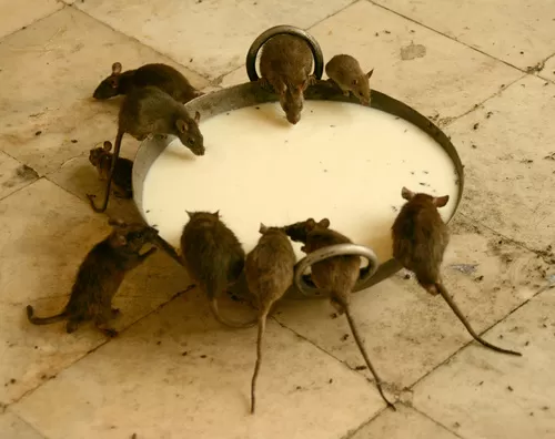 Photo of Karni Mata Temple, Deshnok, Rajasthan, India by Bēnil