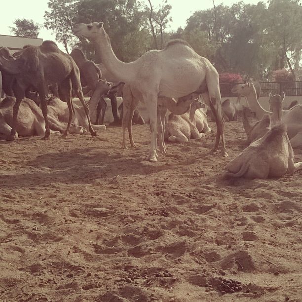 Photo of Bikaner: Gateway to Thar 3/11 by Bēnil