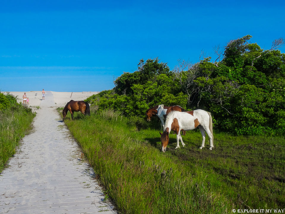 Photo of Top 10 Best Places To Visit In Maryland 4/16 by Saswati Bhoi