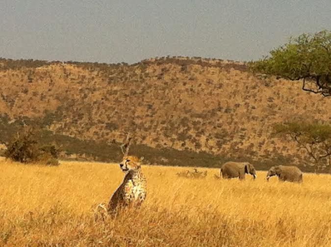 Photo of Serengeti National Park, Serengeti, Mara, Tanzania by AA Africa (Augustine's Adventure Africa)