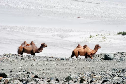 Photo of Turtuk by Harsh Vardhan