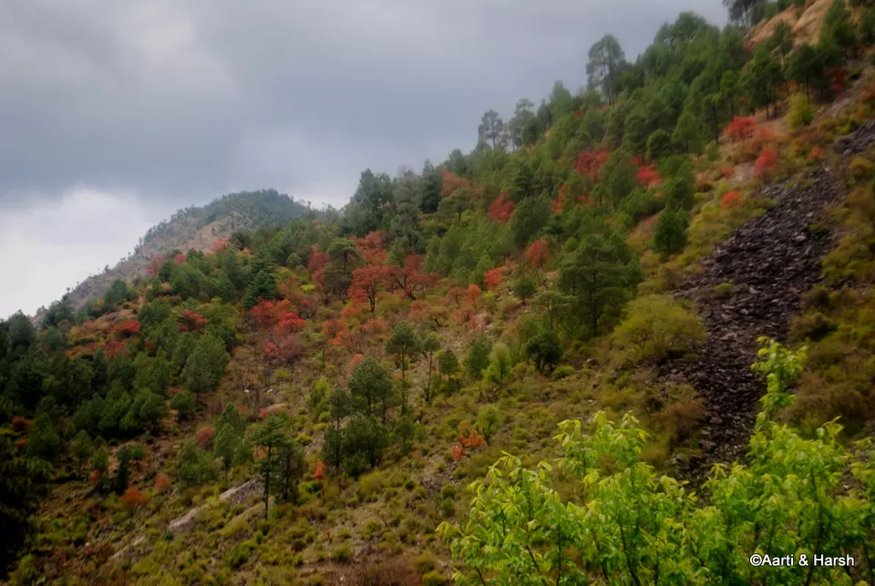 Photo of Manali, Himachal Pradesh, India by Harsh Vardhan