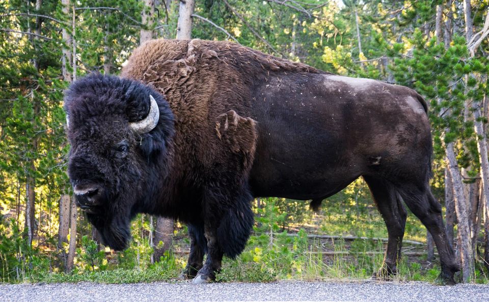 Photo of Driving across the USA – Twice and then some more – In Alaska 25/158 by Harsh Vardhan