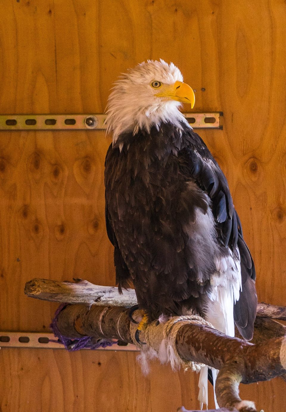 Photo of Driving across the USA – Twice and then some more – In Alaska 123/158 by Harsh Vardhan