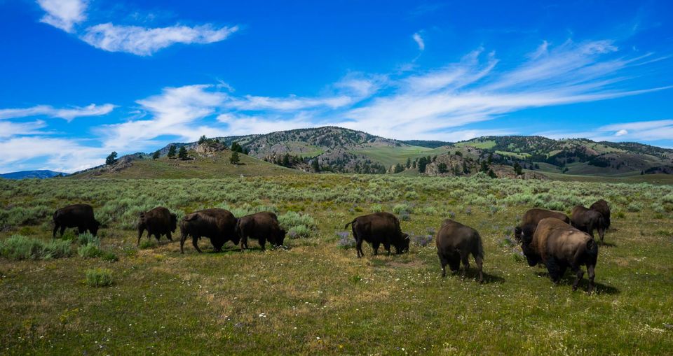 Photo of Driving across the USA – Twice and then some more – In Alaska 21/158 by Harsh Vardhan