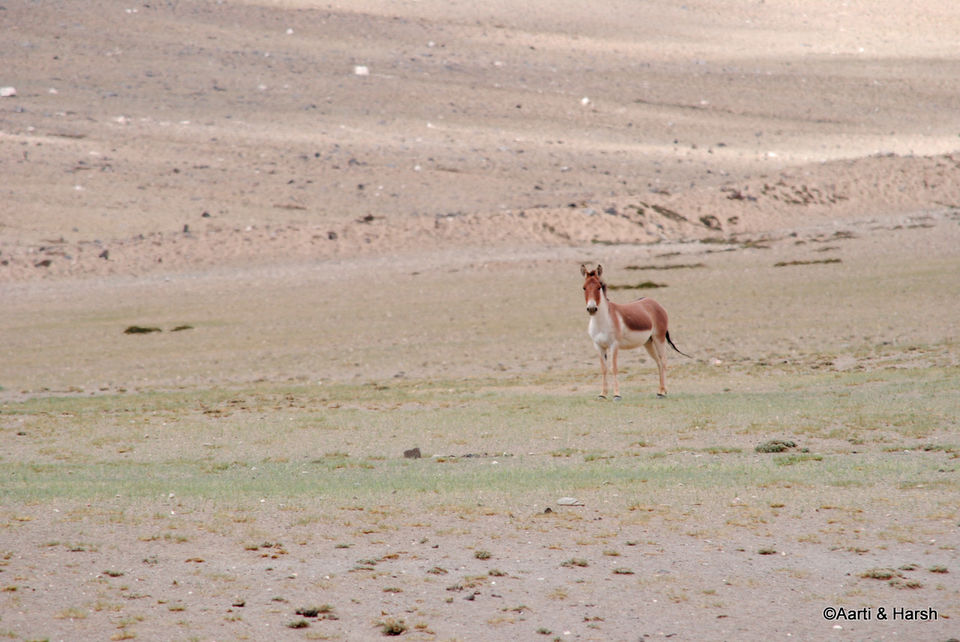 Photo of Six wanderers ride to Ladakh 91/121 by Harsh Vardhan