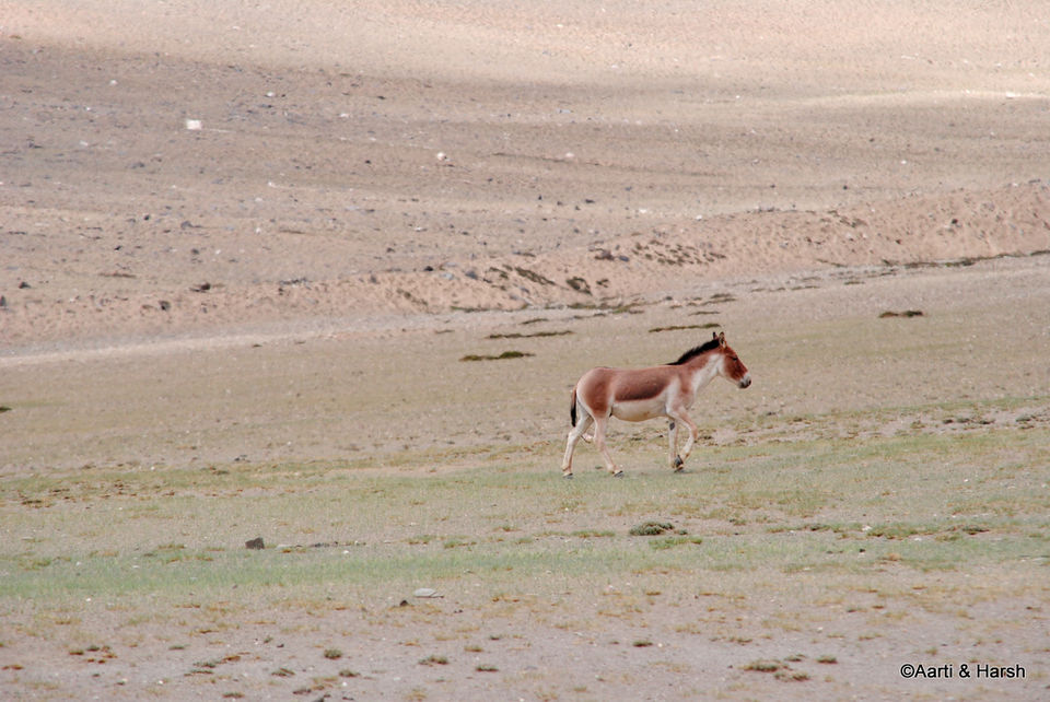 Photo of Six wanderers ride to Ladakh 92/121 by Harsh Vardhan