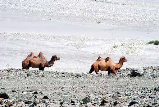 Photo of 4500 km, Two Idiots & a Wild Safari in Ladakh 13/17 by Harsh Vardhan