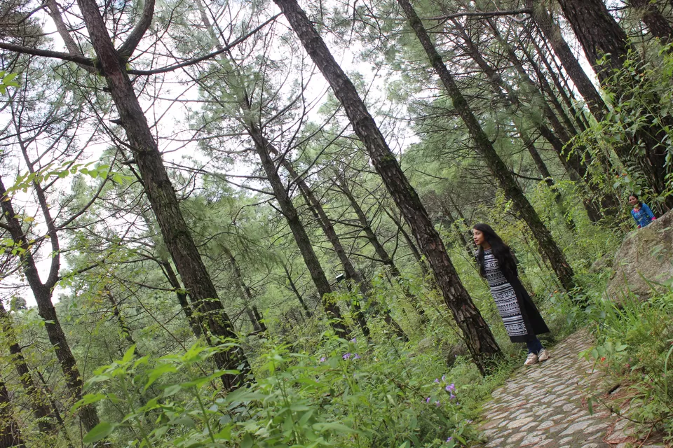 Photo of Saurabh Van Vihar, Bundla Kandi Road, Uwarna, Palampur, Himachal Pradesh, India by Abhinaw Chauhan