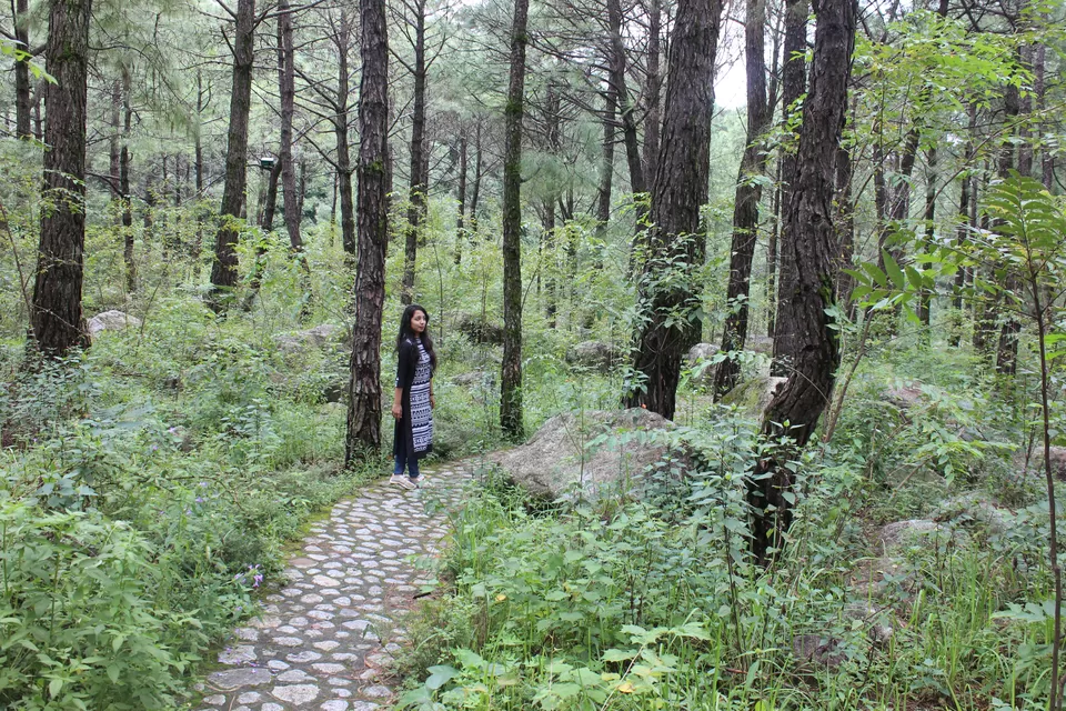 Photo of Saurabh Van Vihar, Bundla Kandi Road, Uwarna, Palampur, Himachal Pradesh, India by Abhinaw Chauhan