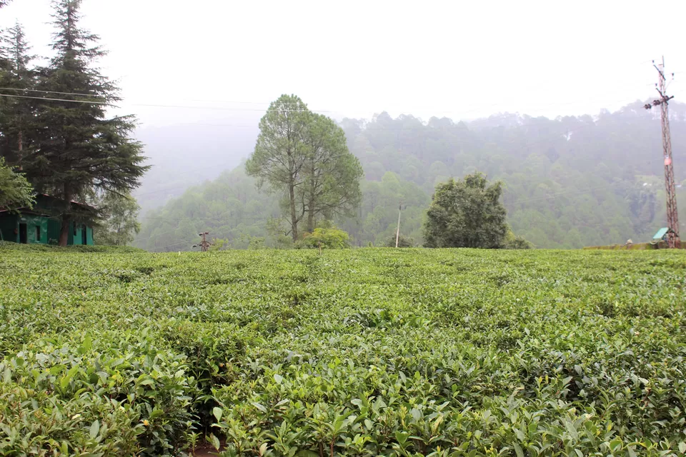 Photo of Palampur Tea garen, Palampur, Himachal Pradesh, India by Abhinaw Chauhan