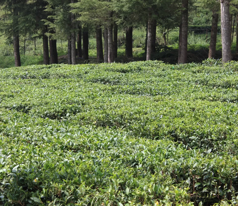 Photo of Palampur Tea garen, Palampur, Himachal Pradesh, India by Abhinaw Chauhan