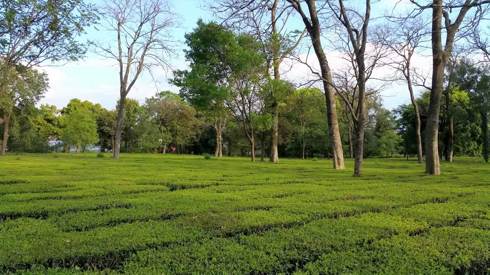 Photo of Palampur Tea garen, Palampur, Himachal Pradesh, India by Abhinaw Chauhan