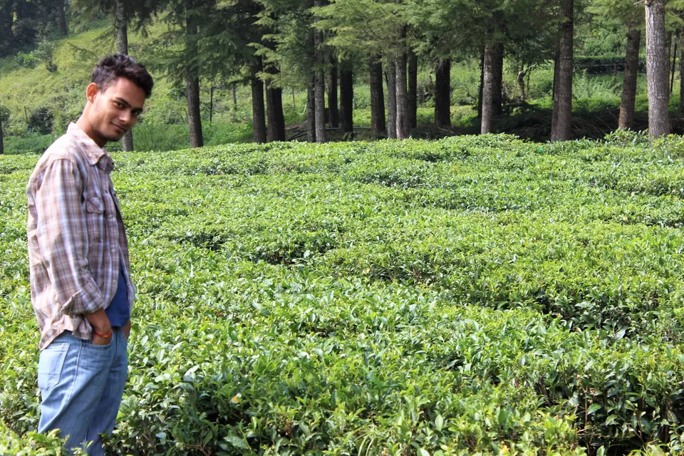 Photo of Tea Garden Shaymkhet, Sukha, Uttarakhand, India by Abhinaw Chauhan