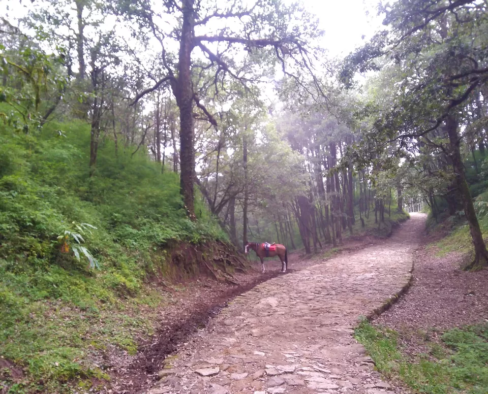 kumaon tour guide Photo of Dorothy's Seat -Tiffin Top, Ayarpatta, Nainital, Uttarakhand, India by Abhinaw Chauhan