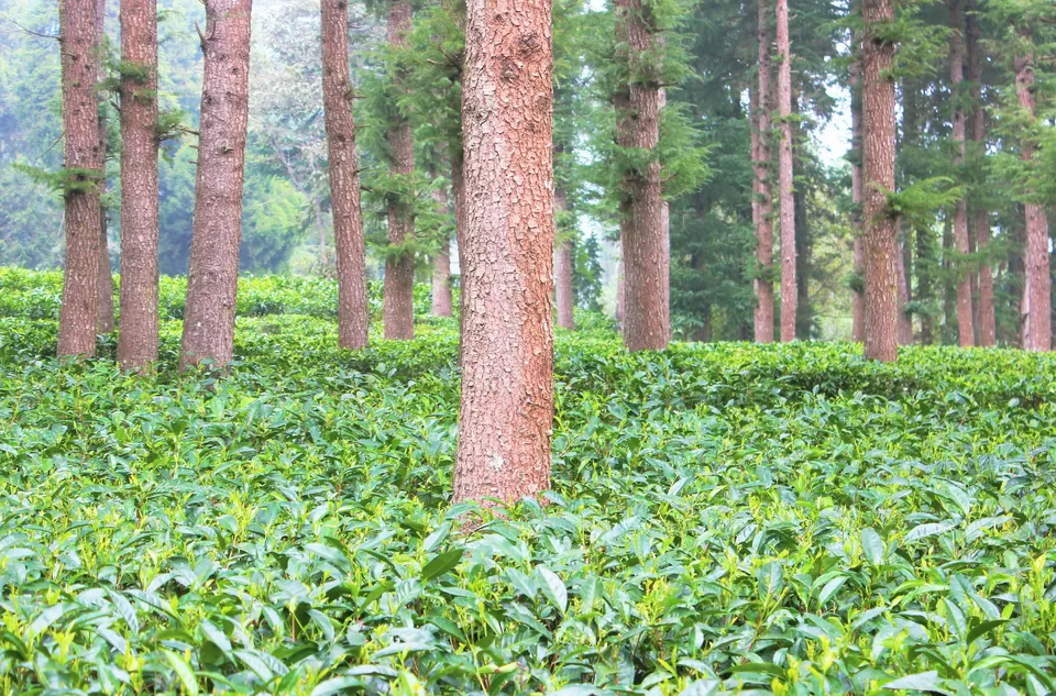 Photo of Tea Garden Shyamkhet, Bhowali-Gorkhakhal Road, Shyamkhet, Sukha, Uttarakhand, India by Abhinaw Chauhan