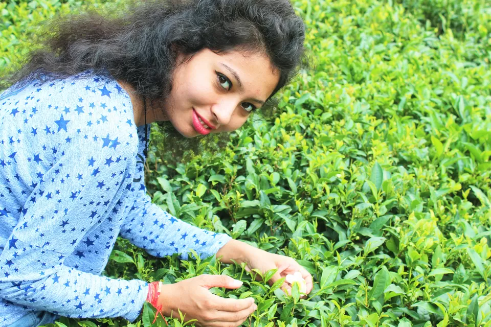 Photo of Tea Garden Shyamkhet, Bhowali-Gorkhakhal Road, Shyamkhet, Sukha, Uttarakhand, India by Abhinaw Chauhan