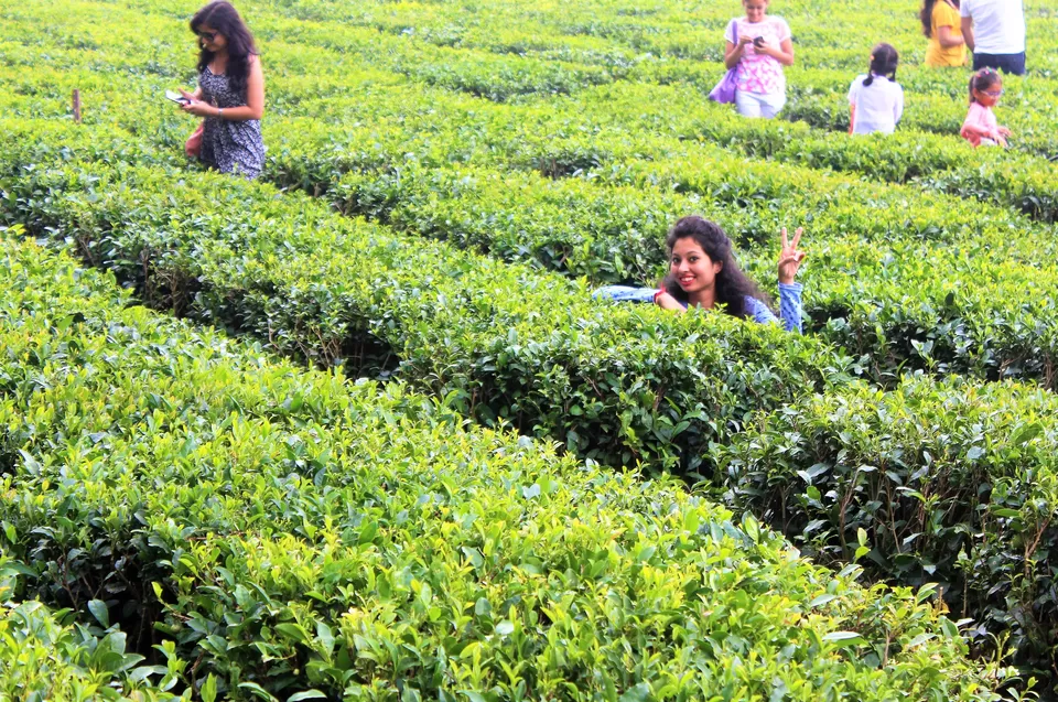 Photo of Tea Garden Shyamkhet, Bhowali-Gorkhakhal Road, Shyamkhet, Sukha, Uttarakhand, India by Abhinaw Chauhan