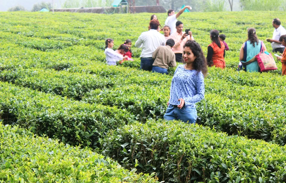 Photo of Tea Garden Shyamkhet, Bhowali-Gorkhakhal Road, Shyamkhet, Sukha, Uttarakhand, India by Abhinaw Chauhan