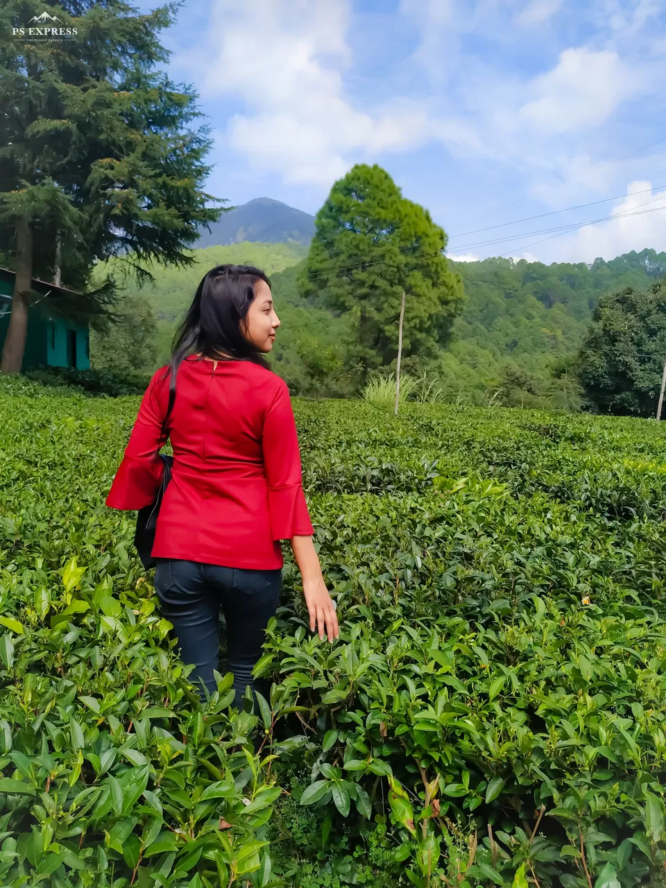 Photo of Tea Garden Shyamkhet, Bhowali - Gorkhakhal Road, Shyamkhet, Sukha, Uttarakhand, India by Abhinaw Chauhan
