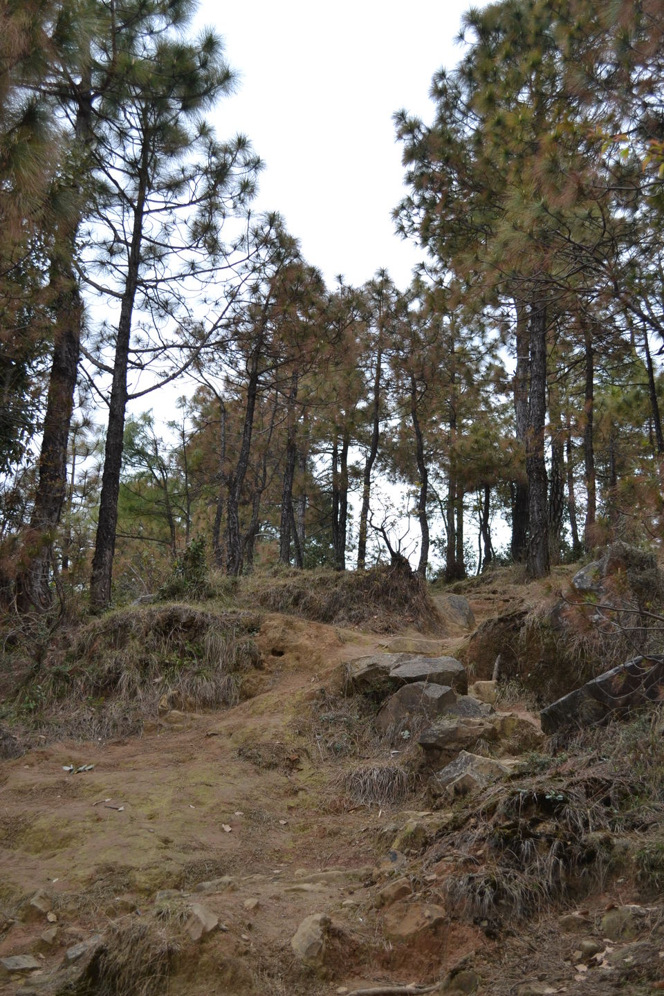 Photo of Dharamshala: Paradise in the hills!!! 6/41 by Freddie Jazz