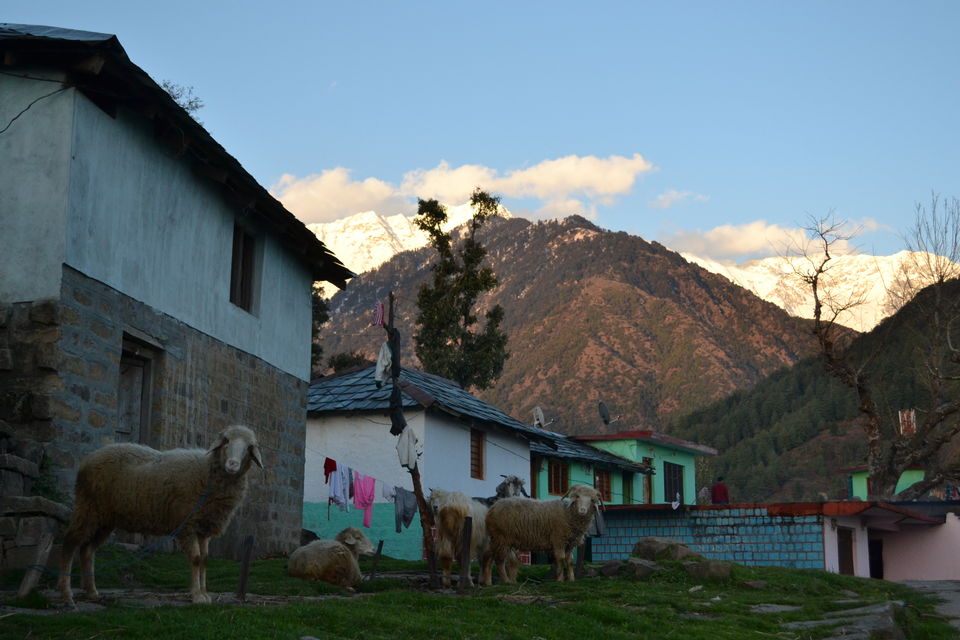 Photo of Dharamshala: Paradise in the hills!!! 21/41 by Freddie Jazz
