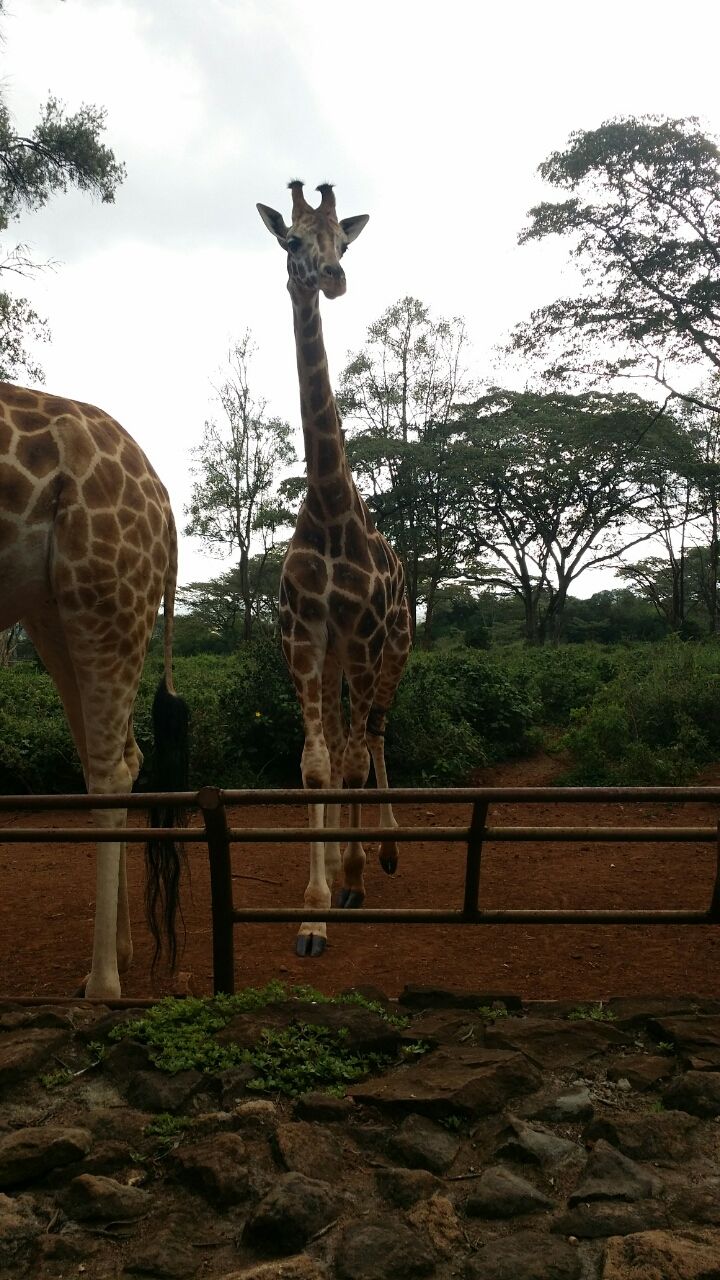 Photo of A short trip to Nairobi, Kenya 4/16 by Gaurav Khote