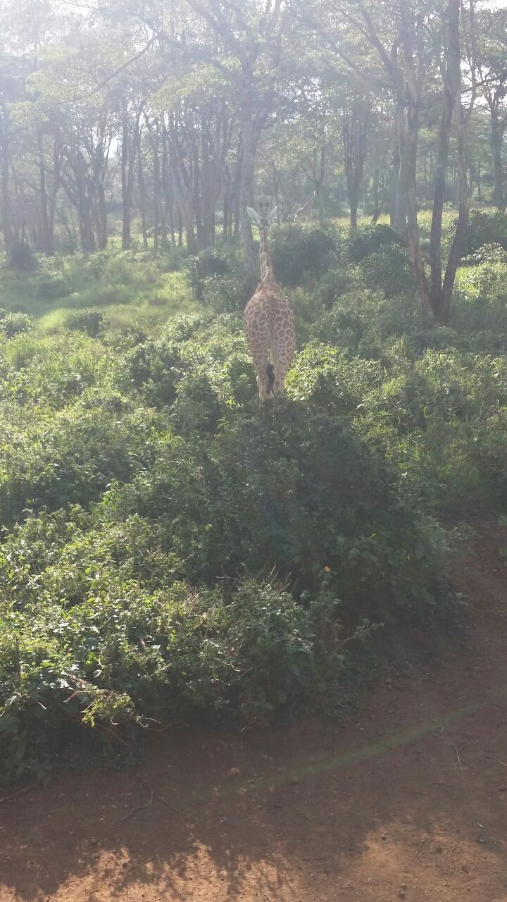 Photo of A short trip to Nairobi, Kenya 7/16 by Gaurav Khote